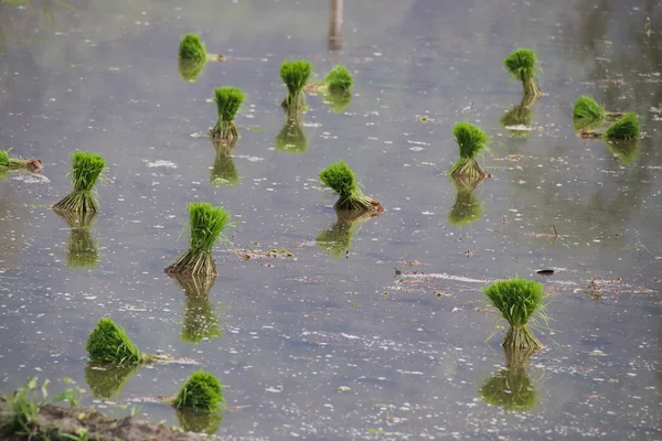 Rice Plant Seedlings Ready Planted Rice Paddies Planting Season Giang — Stock Photo, Image