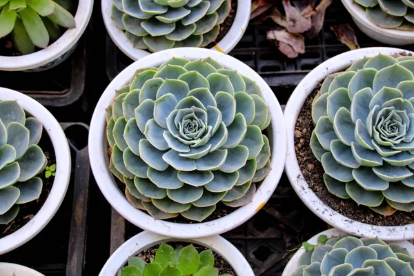 Leuke Vetplanten Kleine Potjes Verkocht Als Indoor Planten Populair Terug — Stockfoto