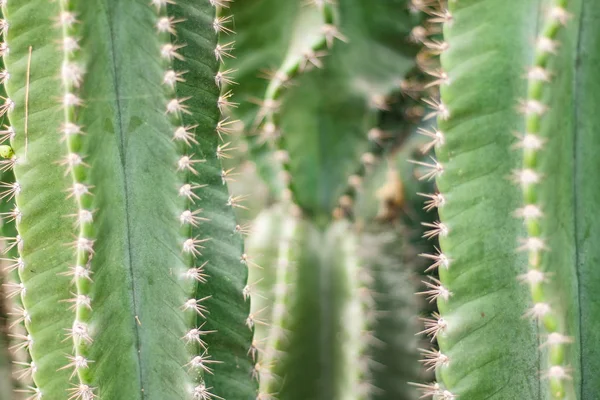 Närbild Grön Kaktus För Att Visa Begreppet Friskhet — Stockfoto