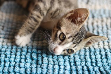 Sıkılmış sevimli kedi depresyon konseptini gösteriyor ve covid-19 salgını sırasında ev karantinasıyla baş ediyor.
