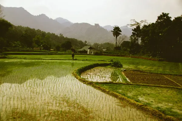 Cenário Cinematográfico Ricefield Terraços Giang Vietnã — Fotografia de Stock