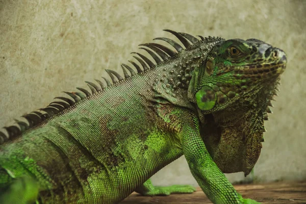Yeşil iguana ya da Amerikan iguanası Bangkok Tayland 'da Chatuchak hafta sonu pazarında egzotik bir hayvan olarak satıldı.