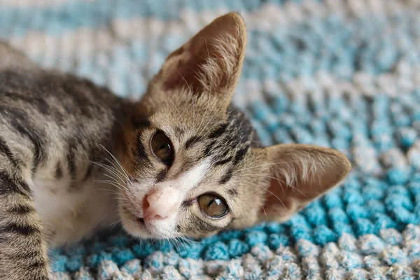 Нещодавно Врятований Сором Язливий Бродячий Кіт Показує Концепцію Доброти Сприяння — стокове фото