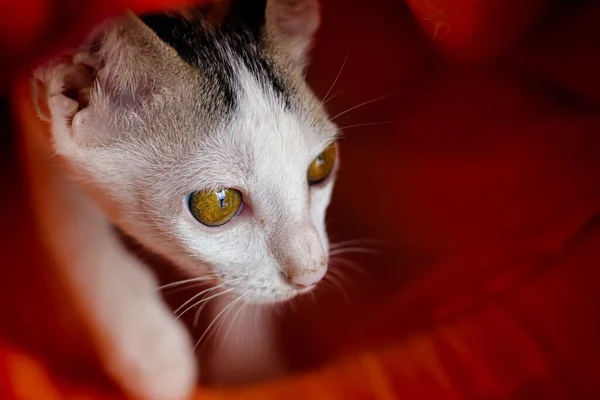 Bored Cute Cat Showing Concept Depression Coping Home Quarantine Covid — Stock Photo, Image