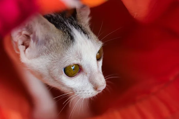 新获救的流浪猫躲藏在橙色垫子下 表现出友善的观念 促进动物福利 — 图库照片