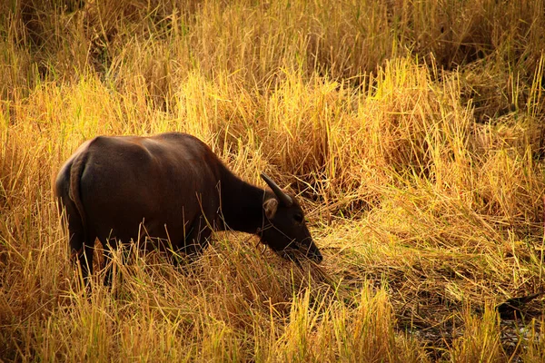 Een Waterbuffel Grazend Gedroogde Rijstvelden Toont Het Landelijke Leven Kampot — Stockfoto