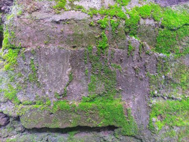 Tuğla duvar, doğal renk kompozisyonu moss