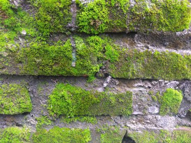 Yosunlu tuğla duvar arka plan, antik tuğla duvar