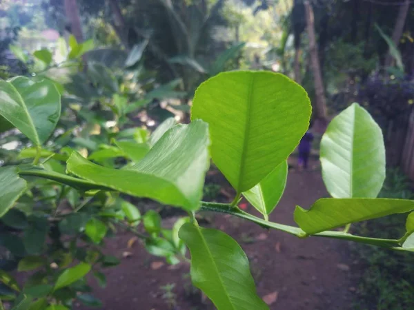 Natural Green Close Shot Orange Fruit Leaves Orange Park — Stok Foto