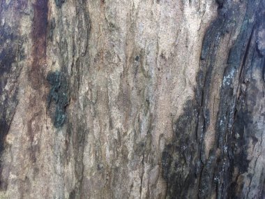 Nature.Old ahşap doku, eski ağacında yakın atış