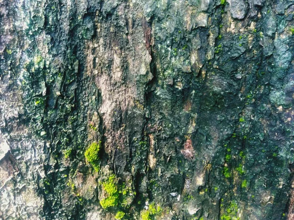 Старая Текстура Кожи Дерева Небольшим Мхом — стоковое фото