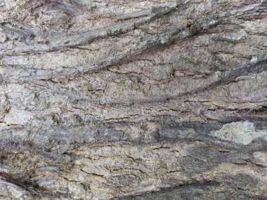 Eski ağaç cilt dokusu, bahçede eski ağaç