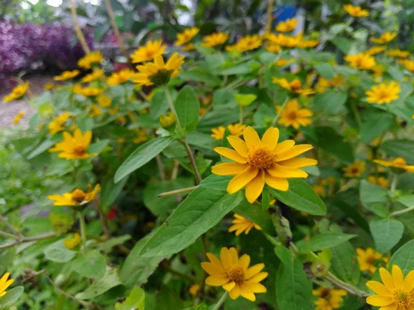 Bellissimo Fiore Giallo Giardino — Foto Stock