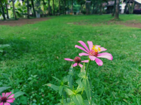 Schöne Rosa Blume Garten — Stockfoto