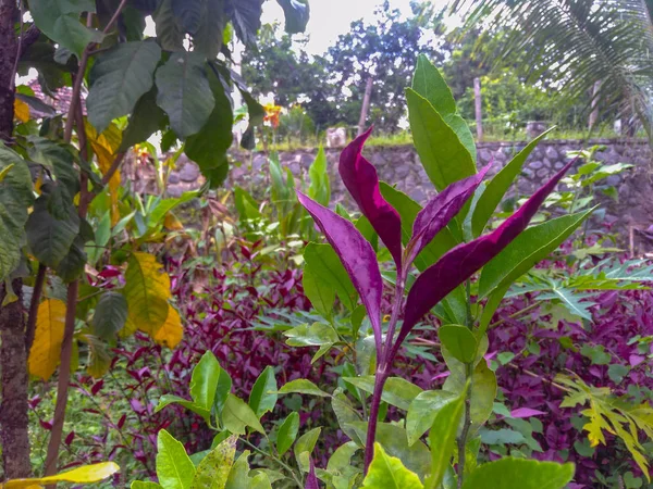 Bahçedeki Güzel Pembe Çiçek — Stok fotoğraf