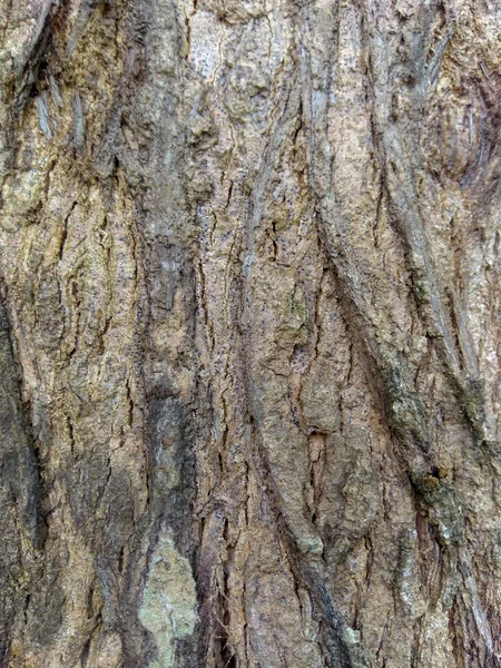 Старая Текстура Кожи Дерева Старое Дерево Саду — стоковое фото