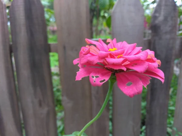 Bahçedeki Güzel Pembe Çiçek — Stok fotoğraf