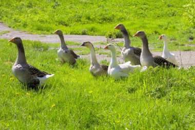 Kazlar iter açık havada