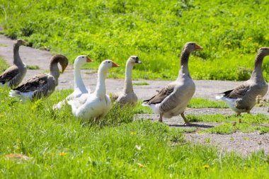 Kazlar iter açık havada
