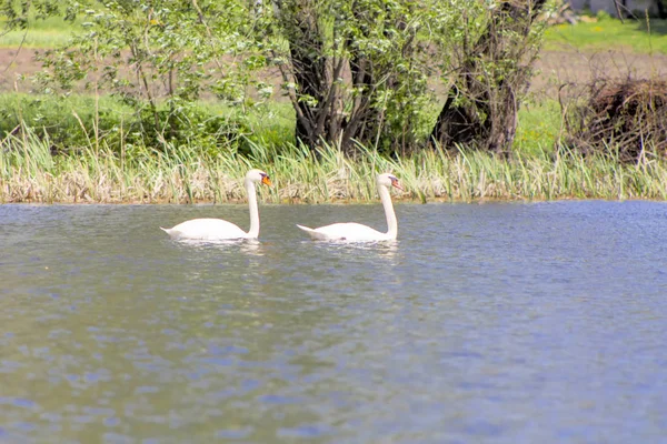 Cisnes Nadando Reservatório — Fotografia de Stock