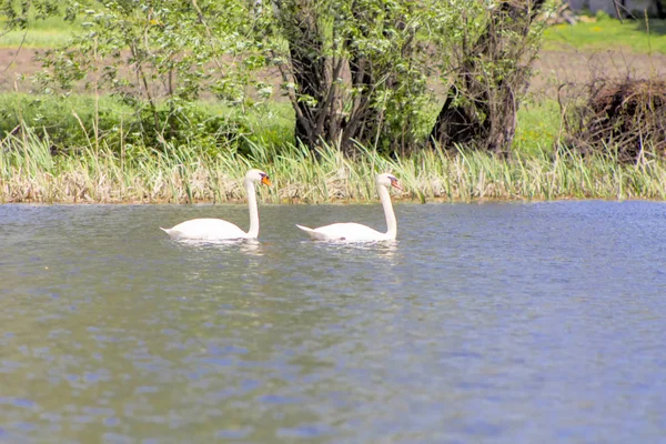 Svanar Simmar Reservoar — Stockfoto