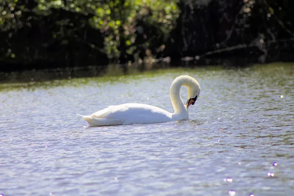 Schwäne Schwimmen Einem Stausee — Stockfoto