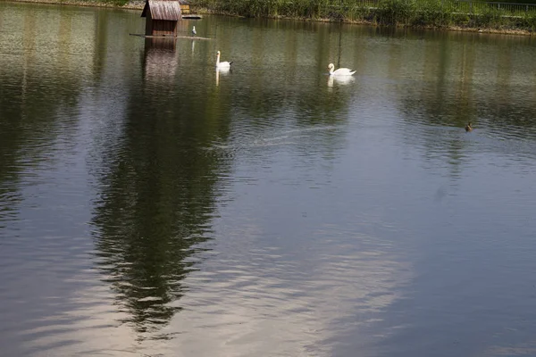 Schwäne Schwimmen Einem Stausee — Stockfoto