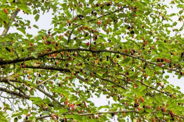 Berry, gıda, taze, yeşil, sağlıklı, Doğa, yaz, dut, ağaç, kırmızı.