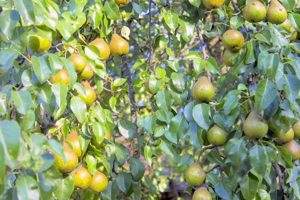 Fruta Rama Maduro Agricultura Verde Orgánico Hoja Sabroso Comida Peras — Foto de Stock