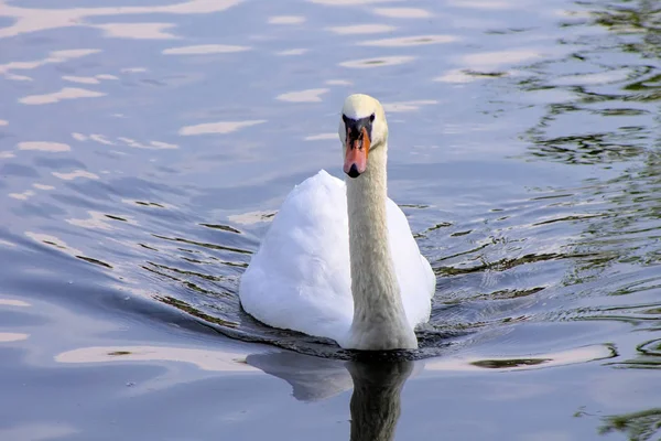 Vit Swan Fågel Vatten Natur Naturliga Orange Djur Vacker Fjäder — Stockfoto