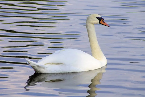 Blanco Naturaleza Cisne Agua Pájaro Natural Naranja Animal Hermoso Pluma — Foto de Stock