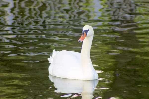 White Nature Swan Water Bird Natural Orange Animal Beautiful Feather — Stock Photo, Image