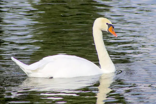 Biały Natura Łabędź Wody Ptak Naturalny Pomarańczowy Zwierzęta Piękne Pióro — Zdjęcie stockowe