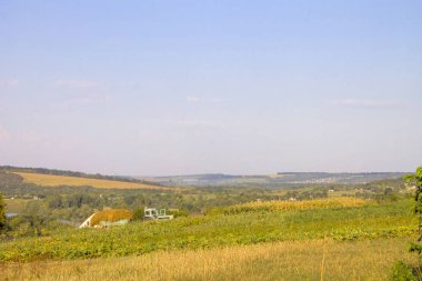 Alan, peyzaj, çayır, çimen, yeşil, yaz, güneşli, bahar, Doğa, ağaç.