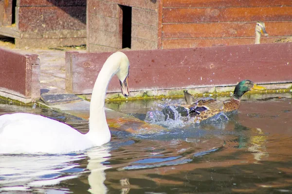 Vit Swan Fågel Vatten Natur Naturliga Anka Vilda Djur Vacker — Stockfoto