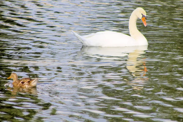 Biały Natura Łabędź Wody Ptak Naturalne Kaczki Dzikie Zwierzęta Piękne — Zdjęcie stockowe