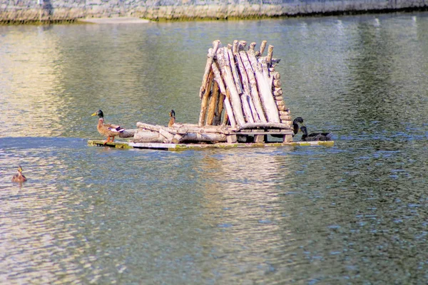 Ente Wild Tier Braun Grün See Stockente Natur Wasser — Stockfoto