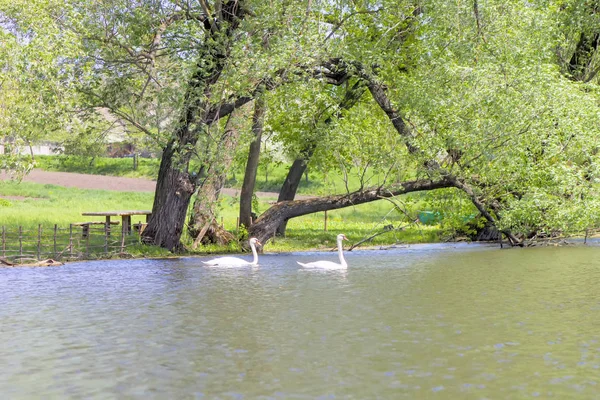 Blanco Naturaleza Cisne Agua Pájaro Natural Naranja Animal Hermoso Pluma — Foto de Stock