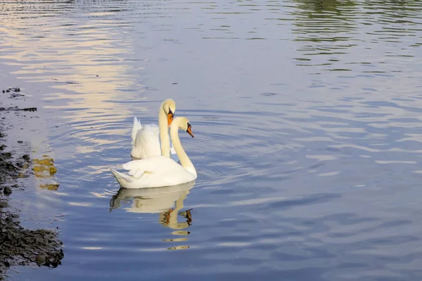 Branco Natureza Cisne Água Pássaro Natural Laranja Animal Bonito Pena — Fotografia de Stock