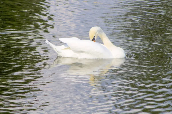 Branco Natureza Cisne Água Pássaro Natural Laranja Animal Bonito Pena — Fotografia de Stock