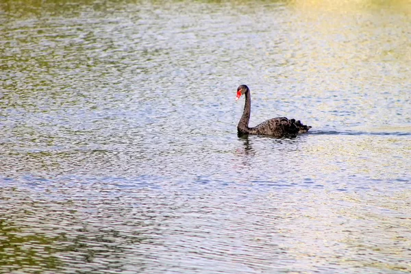 Biały Natura Łabędź Wody Ptak Naturalny Pomarańczowy Zwierzęta Piękne Pióro — Zdjęcie stockowe