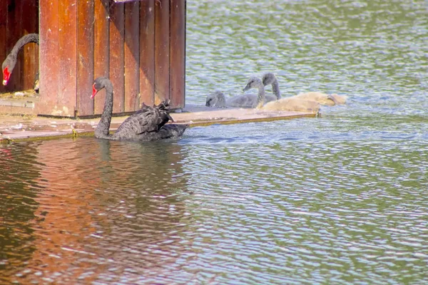 Weiß Natur Schwan Wasser Vogel Natürlich Orange Tier Schön Feder — Stockfoto