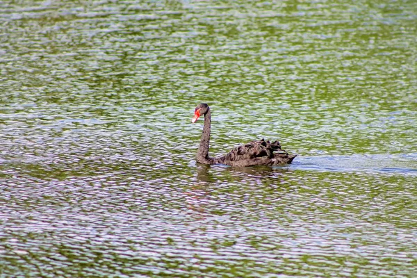 Biały Natura Łabędź Wody Ptak Naturalny Pomarańczowy Zwierzęta Piękne Pióro — Zdjęcie stockowe