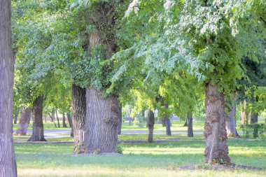 Park orman, yeşil, eski, Doğa, Doğa, ağaç, güzel, çevre, peyzaj.