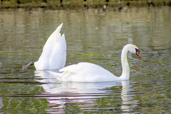 Vit Swan Fågel Vatten Natur Naturliga Orange Djur Vacker Fjäder — Stockfoto