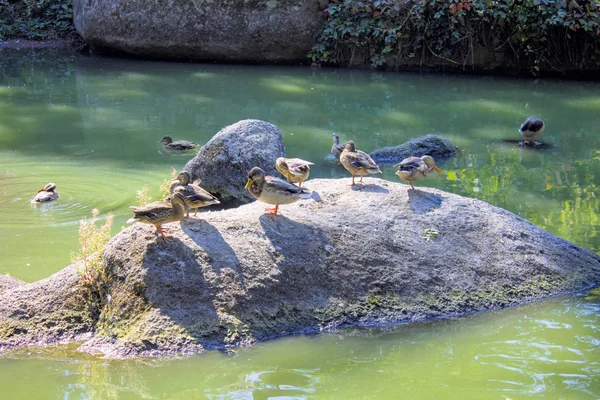 Ente Wild Tier Braun Grün See Stockente Natur Wasser — Stockfoto