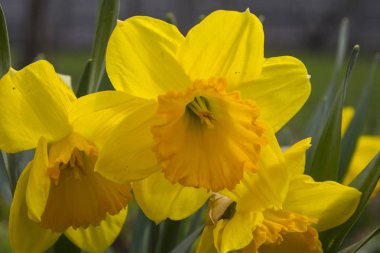 Narcissus, sarı, çiçeği, nergis, çiçek, Bahçe, yeşil, yaprak, Doğa, petal.