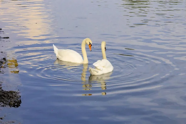 Biały Natura Łabędź Wody Ptak Naturalny Pomarańczowy Zwierzęta Piękne Pióro — Zdjęcie stockowe