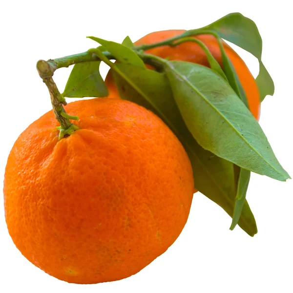 タンジェリン フルーツ グリーン 柑橘類 新鮮な健全な分離 ジューシーな葉 — ストック写真
