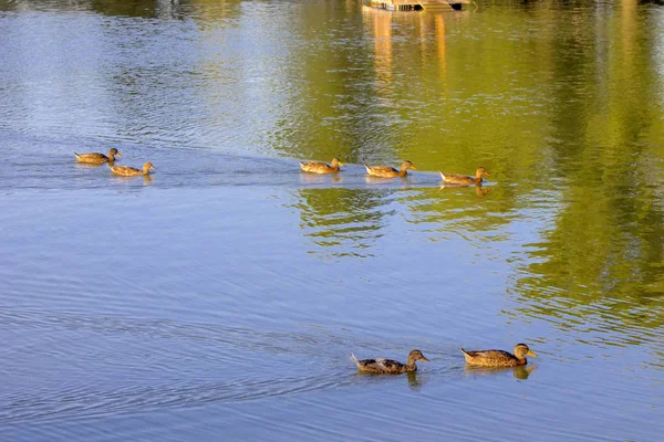 Ente Wild Tier Braun Grün See Stockente Natur Wasser — Stockfoto